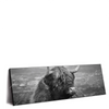 Xxl Wandbild Hochland Rind Schwarz Weiss No 2 Panorama Produktvorschau Seitlich