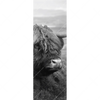 Xxl Wandbild Hochland Rind Schwarz Weiss No 2 Schmal Motivvorschau