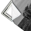 Xxl Wandbild Hochland Rind Schwarz Weiss Panorama Materialvorschau