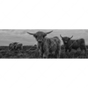 Xxl Wandbild Hochland Rind Schwarz Weiss Panorama Motivvorschau