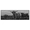 Xxl Wandbild Hochland Rind Schwarz Weiss Panorama Produktvorschau Frontal