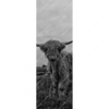 Xxl Wandbild Hochland Rind Schwarz Weiss Schmal Motivvorschau