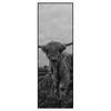 Xxl Wandbild Hochland Rind Schwarz Weiss Schmal Produktvorschau Frontal