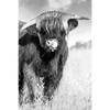 Xxl Wandbild Hochlandkuh Auf Einer Wiese Hochformat Motivvorschau
