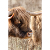 Xxl Wandbild Hochlandrind Auf Weide Hochformat Motivvorschau