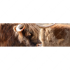 Xxl Wandbild Hochlandrind Auf Weide Panorama Motivvorschau
