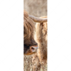 Xxl Wandbild Hochlandrind Auf Weide Schmal Motivvorschau