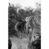 Xxl Wandbild Hochlandrind No 2 Hochformat Motivvorschau