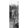 Xxl Wandbild Hochlandrind No 2 Schmal Motivvorschau