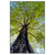 Xxl Wandbild Hoher Baum Hochformat Produktvorschau Frontal