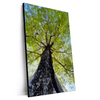 Xxl Wandbild Hoher Baum Hochformat Produktvorschau Seitlich