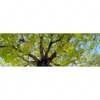Xxl Wandbild Hoher Baum Panorama Motivvorschau