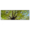 Xxl Wandbild Hoher Baum Panorama Produktvorschau Frontal