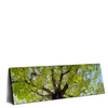 Xxl Wandbild Hoher Baum Panorama Produktvorschau Seitlich