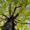 Xxl Wandbild Hoher Baum Panorama Zoom