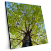 Xxl Wandbild Hoher Baum Quadrat Produktvorschau Seitlich