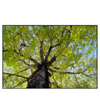 Xxl Wandbild Hoher Baum Querformat Produktvorschau Frontal