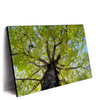 Xxl Wandbild Hoher Baum Querformat Produktvorschau Seitlich