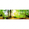 Xxl Wandbild Idyllischer Wald Bei Sonnenaufgang Panorama Motivvorschau