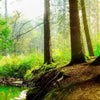 Xxl Wandbild Idyllischer Wald Bei Sonnenaufgang Panorama Zoom