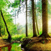 Xxl Wandbild Idyllischer Wald Bei Sonnenaufgang Quadrat Motivvorschau