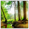 Xxl Wandbild Idyllischer Wald Bei Sonnenaufgang Quadrat Produktvorschau Frontal