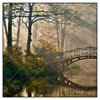 Xxl Wandbild Idyllischer Wald Mit Bruecke Quadrat Produktvorschau Frontal