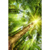 Xxl Wandbild Im Frischen Gruenen Wald Hochformat Motivvorschau
