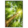 Xxl Wandbild Im Frischen Gruenen Wald Hochformat Produktvorschau Frontal