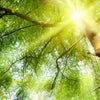 Xxl Wandbild Im Frischen Gruenen Wald Hochformat Zoom