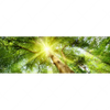 Xxl Wandbild Im Frischen Gruenen Wald Panorama Motivvorschau