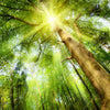 Xxl Wandbild Im Frischen Gruenen Wald Quadrat Motivvorschau