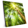 Xxl Wandbild Im Frischen Gruenen Wald Quadrat Produktvorschau Seitlich
