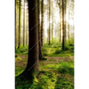 Xxl Wandbild Im Tiefen Wald Hochformat Motivvorschau