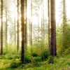 Xxl Wandbild Im Tiefen Wald Hochformat Zoom
