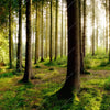 Xxl Wandbild Im Tiefen Wald Quadrat Motivvorschau