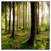Xxl Wandbild Im Tiefen Wald Quadrat Produktvorschau Frontal