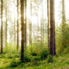 Xxl Wandbild Im Tiefen Wald Quadrat Zoom