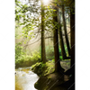 Xxl Wandbild Im Wald Hochformat Motivvorschau