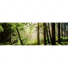 Xxl Wandbild Im Wald Panorama Motivvorschau