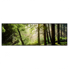 Xxl Wandbild Im Wald Panorama Produktvorschau Frontal