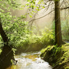 Xxl Wandbild Im Wald Panorama Zoom