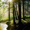 Xxl Wandbild Im Wald Quadrat Motivvorschau