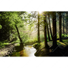 Xxl Wandbild Im Wald Querformat Motivvorschau