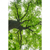 Xxl Wandbild Imposanter Baum Hochformat Motivvorschau