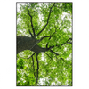 Xxl Wandbild Imposanter Baum Hochformat Produktvorschau Frontal