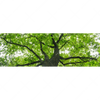 Xxl Wandbild Imposanter Baum Panorama Motivvorschau