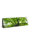 Xxl Wandbild Imposanter Baum Panorama Produktvorschau Seitlich