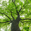 Xxl Wandbild Imposanter Baum Quadrat Motivvorschau