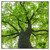 Xxl Wandbild Imposanter Baum Quadrat Produktvorschau Frontal